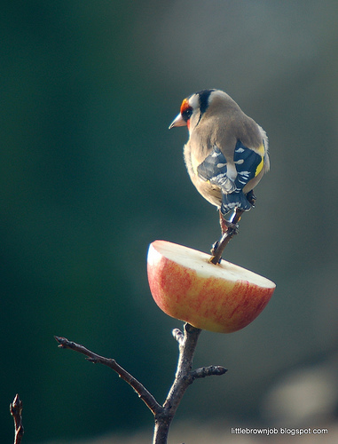 Click to see original post Goldfinch © http://littlebrownjob.blogspot.com