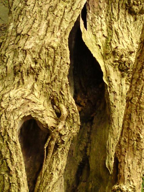 Click to see full size (448 kB) Zoomed detail of the same photo