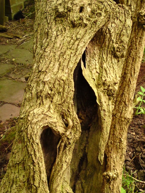 Click to see full size (2.08 MB) Elder trunk