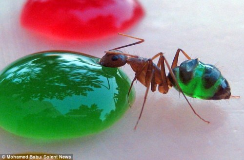 click for the original Mail Online article close-up photo: ant with translucent green abdomen eating green sugar solution